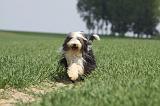 BEARDED COLLIE 258